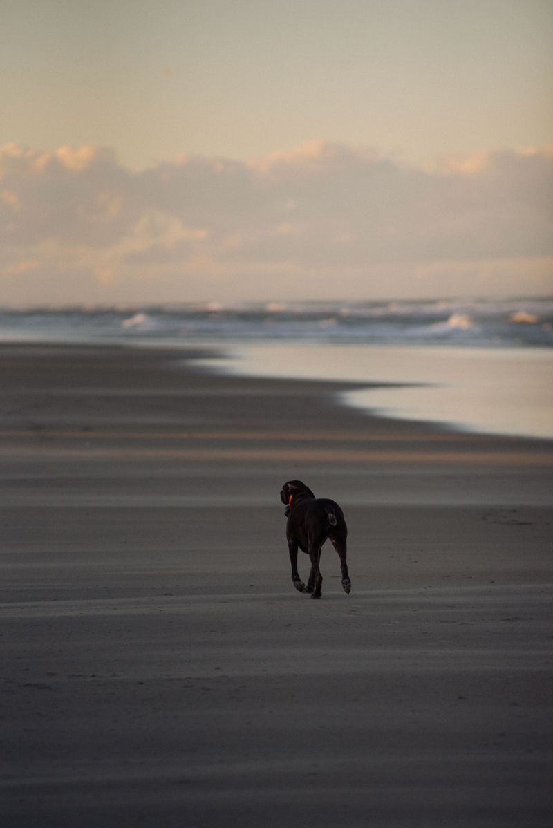 Edisto Beach