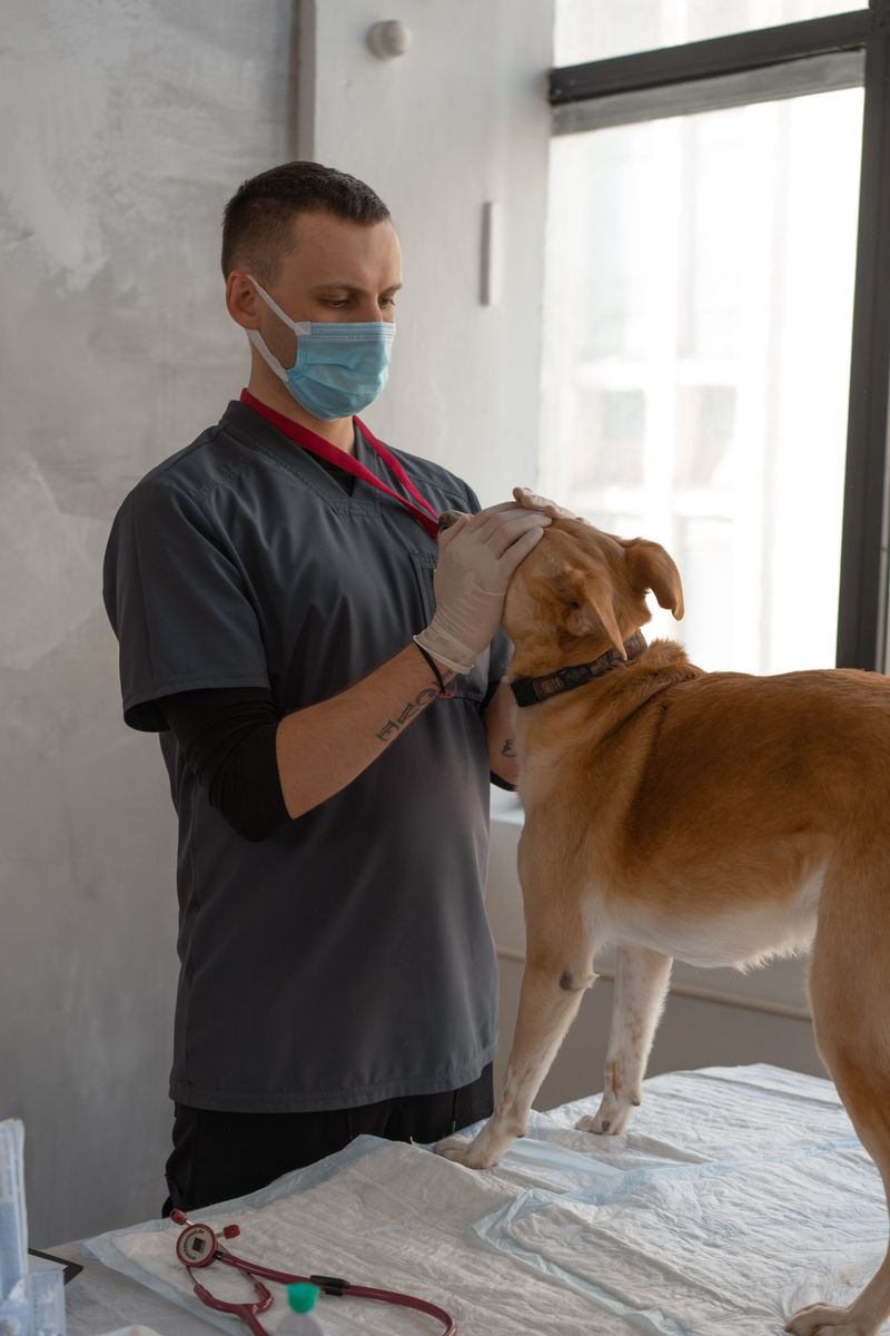 Call Your Vet When Symptoms Stick Around
