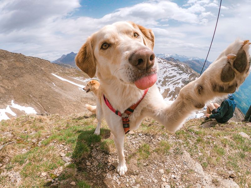 Paws Face Different Problems At Each Height