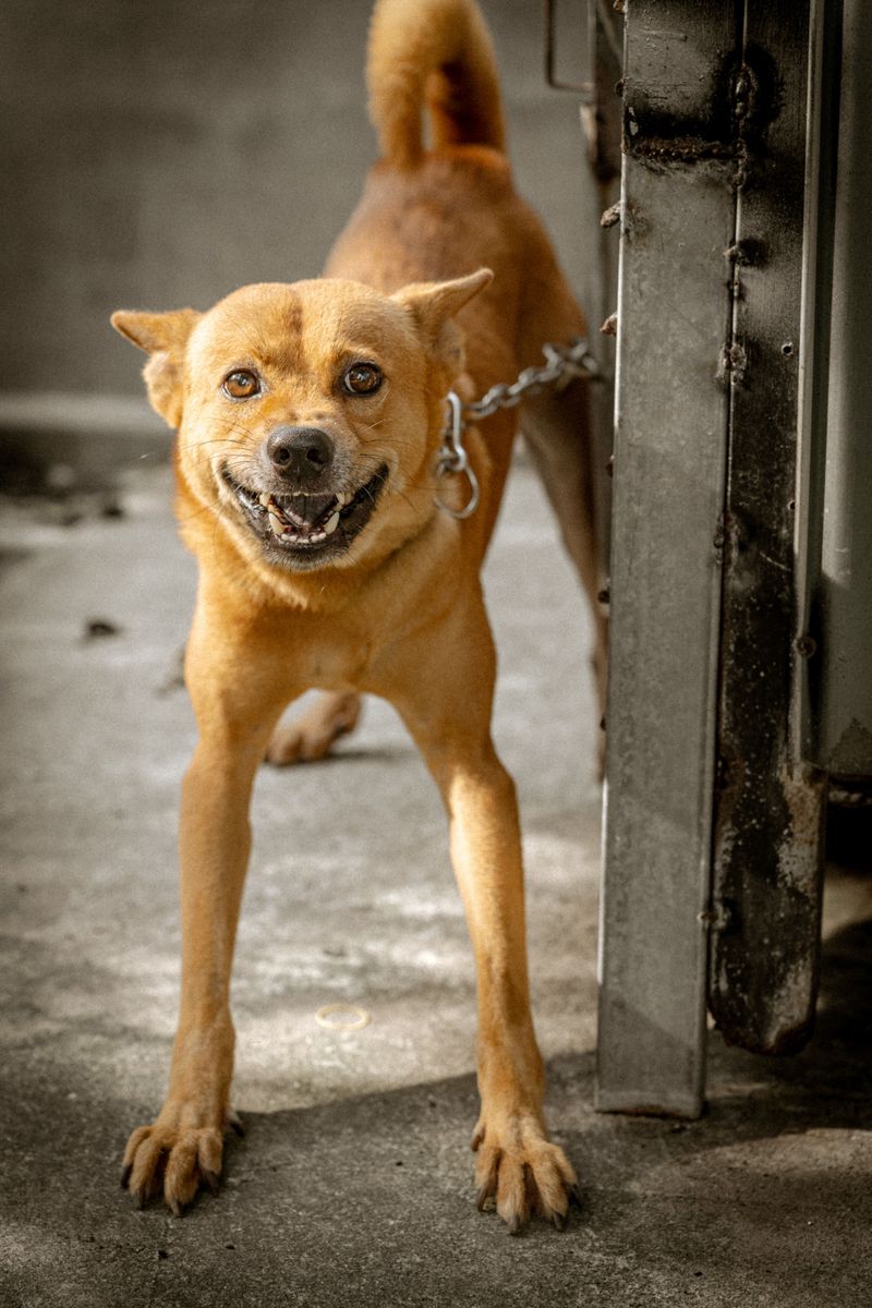 Vicious-Dog Owners Carry Insurance and Extra Duties