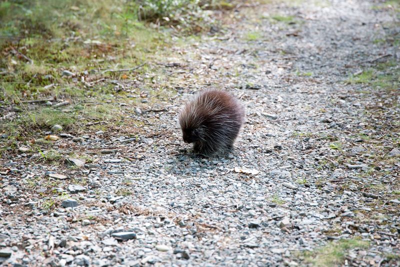 Give Porcupines Space