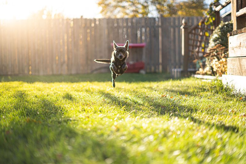 Protect Small Pets at Home