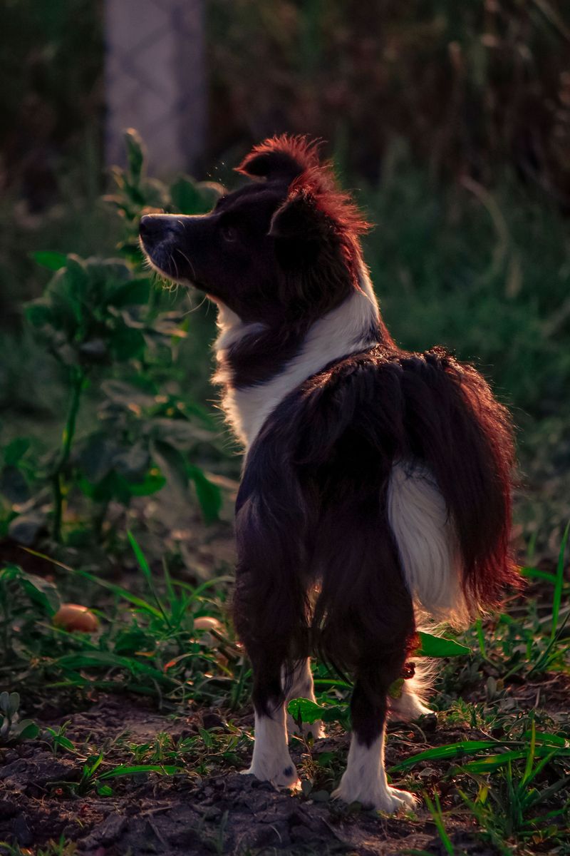 Supervise Your Dog Outdoors, Especially After Dark