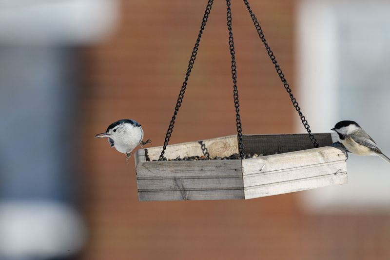 Be Careful With Bird Feeders at Home