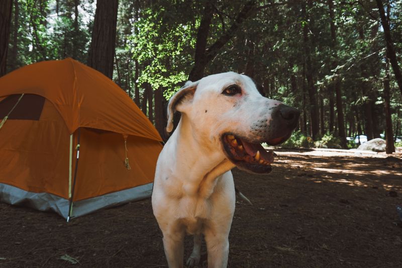 Keep the Campsite Free of Scraps