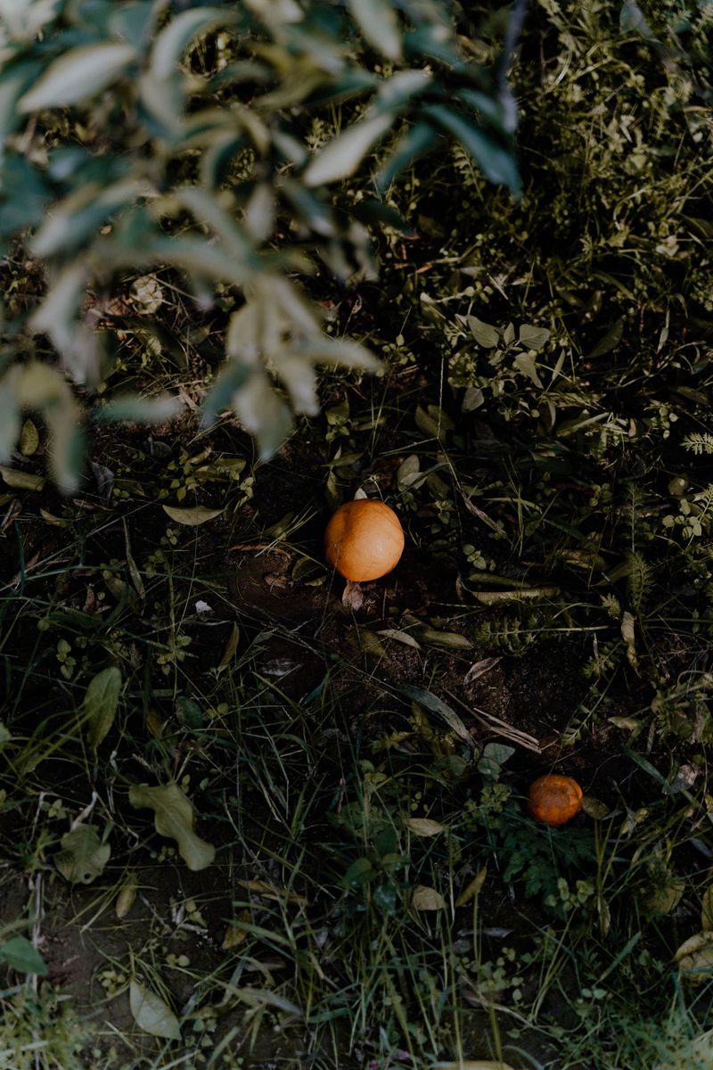 Pick Up Fallen Fruit