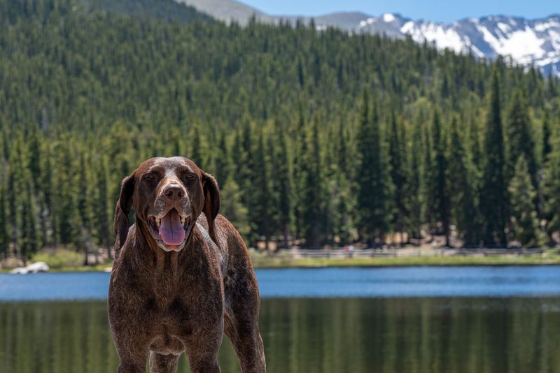 State Park Leashes Must Be Six Feet or Shorter