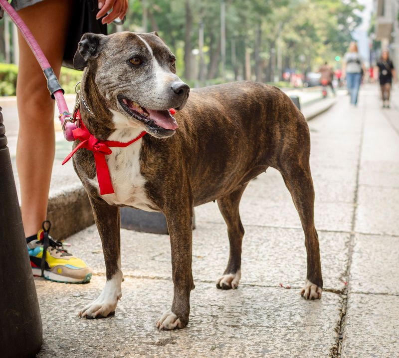 City Leash Rules Can Go Beyond the State Standard
