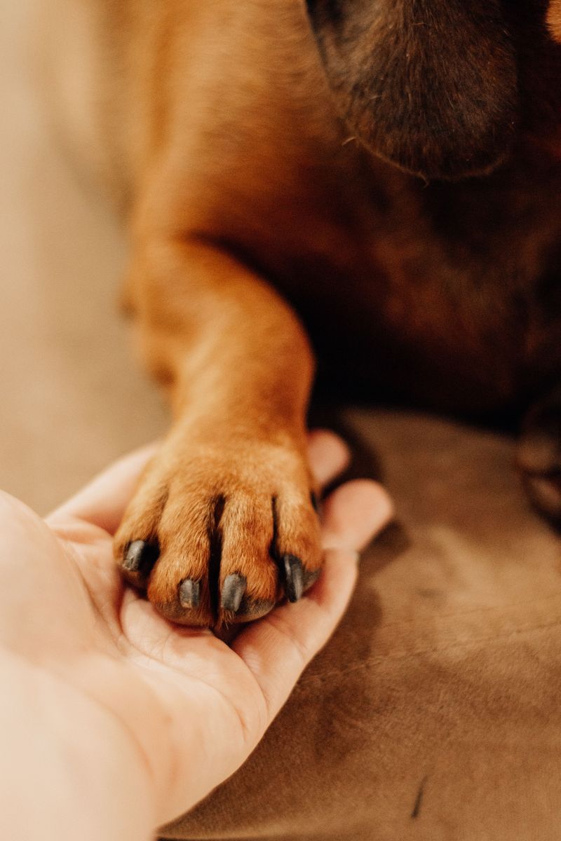 Emotional Support Animals Follow Different Rules