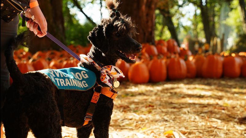 Control Still Applies to Service Animals