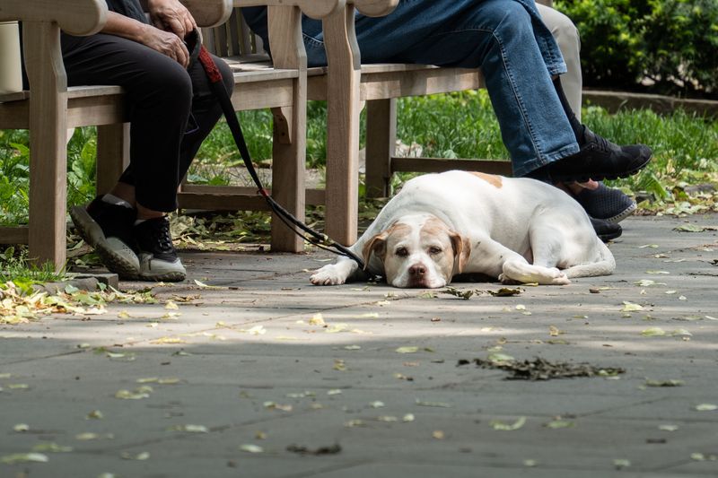 Let Your Dog's Condition End The Session, Not The Step Counter