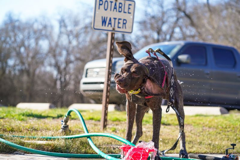 Using Ice-Cold Water to Cool an Overheated Dog