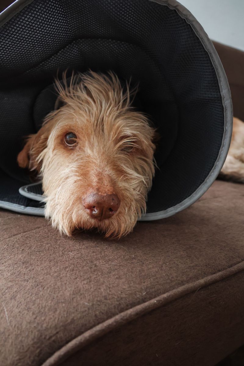 Sick Dogs Cannot Roam Freely