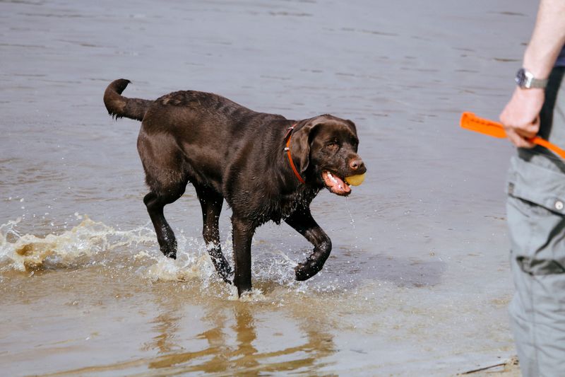 Labrador Retriever