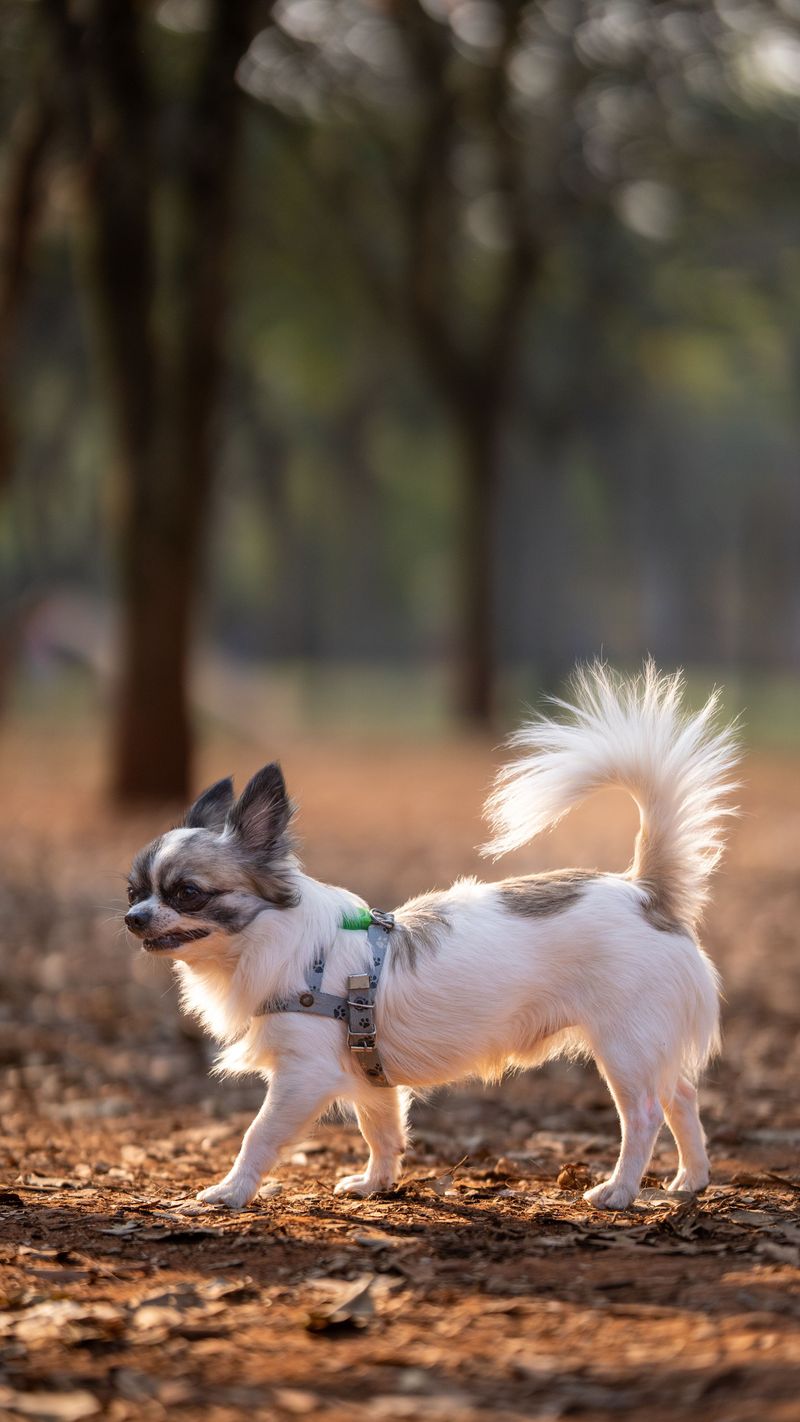 Chihuahua