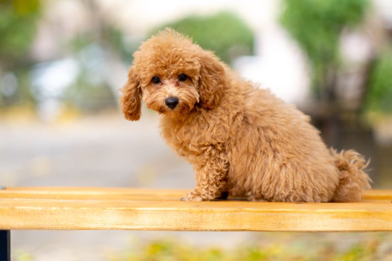 Miniature Poodle