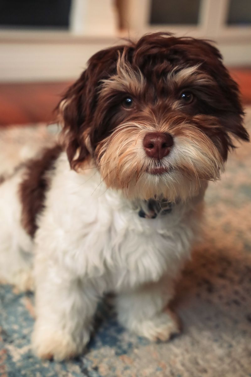 Havanese Can Thrive With Plenty of Human Company