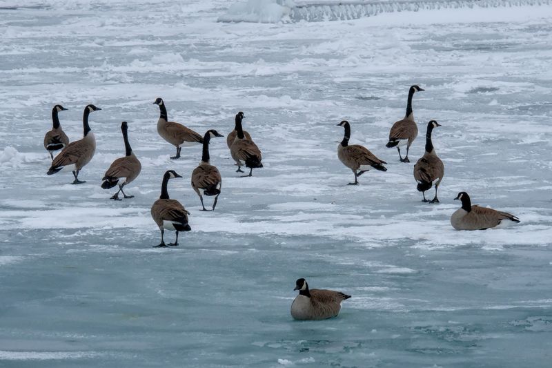 Wildlife Can Lure Dogs Onto Unsafe Ice