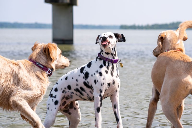 Sandy Point Closes Its Swim Beach to Dogs in Summer