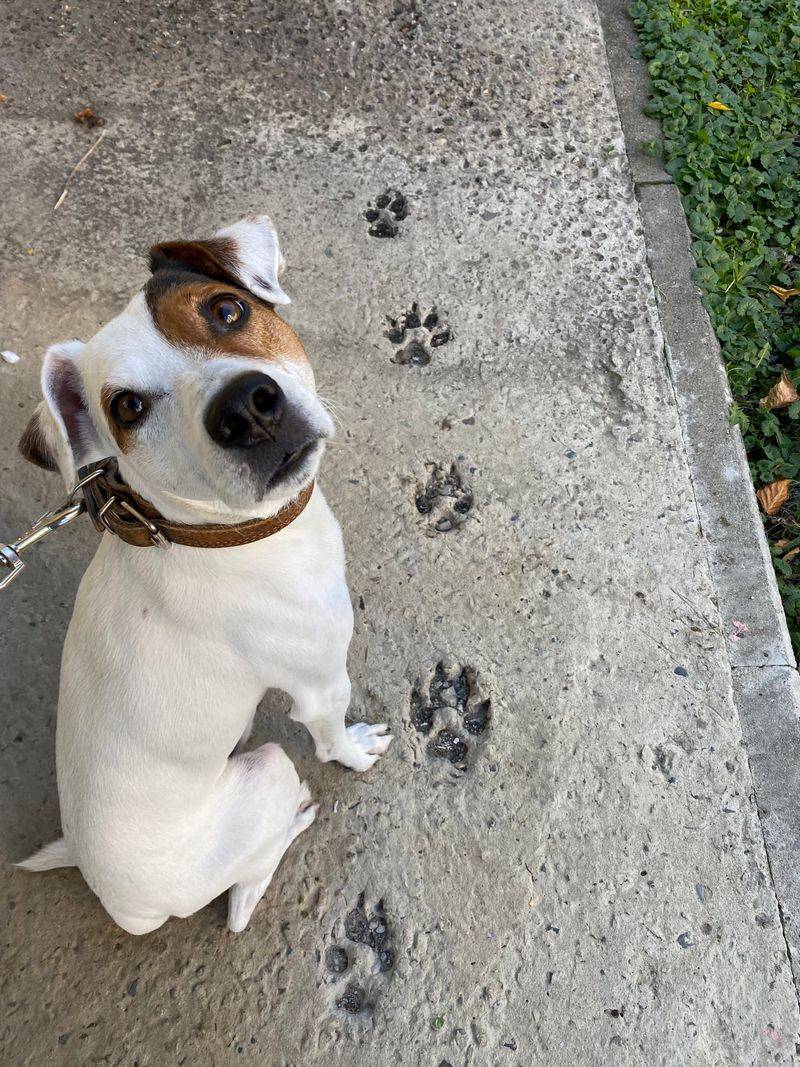 Check Paws After Every Walk