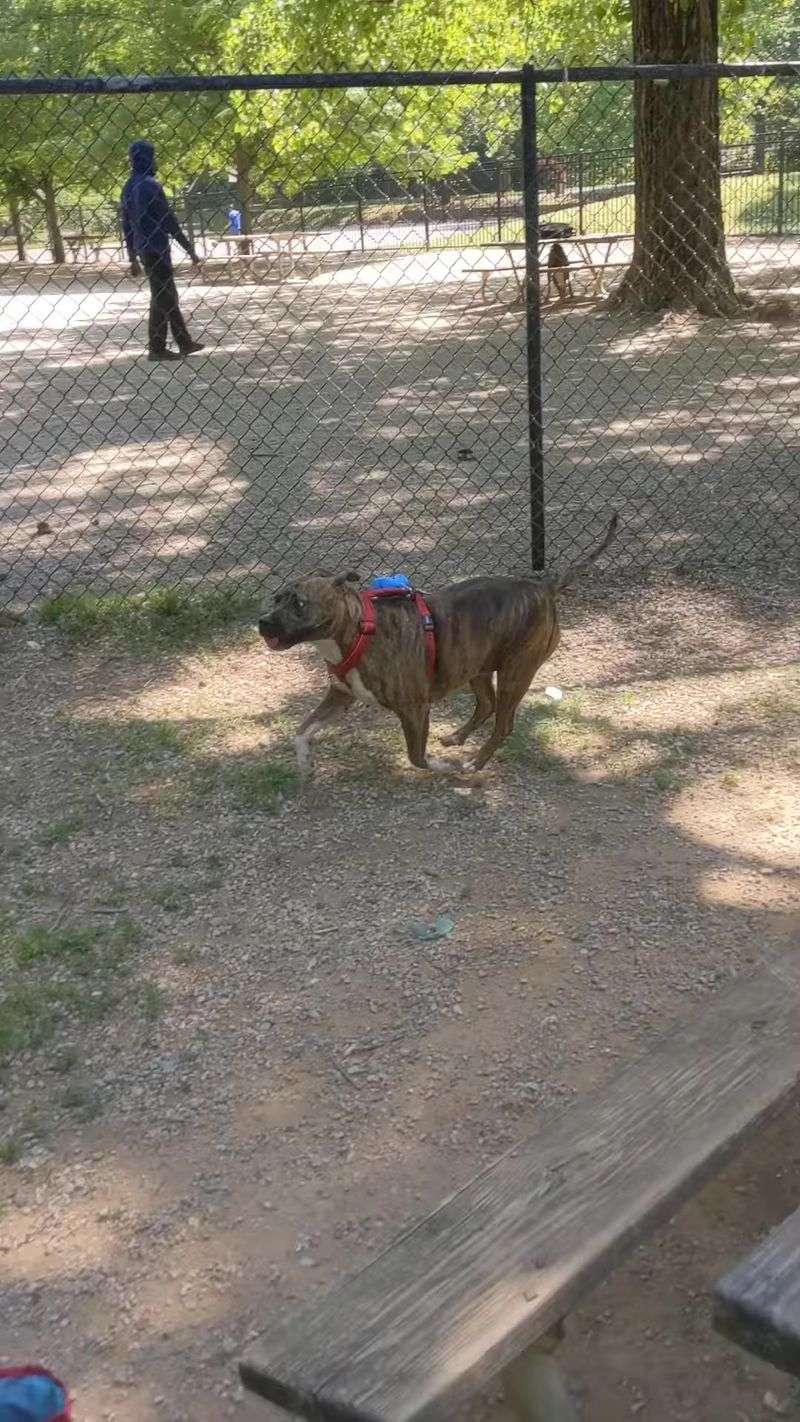 Frazier Dog Park, Charlotte