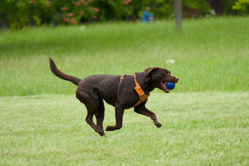 Save Fetch for Dry Land
