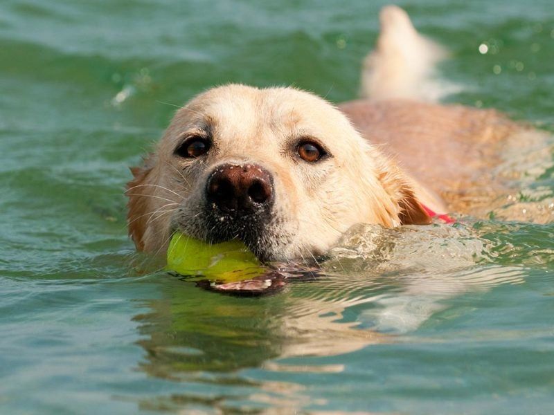 Labrador Retriever