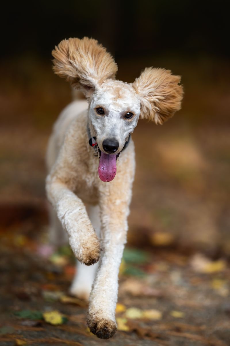 Standard Poodle