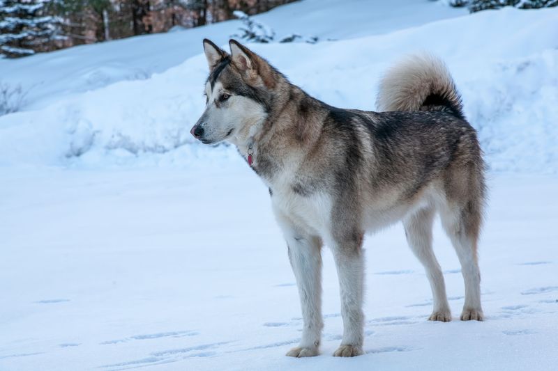 Alaskan Malamute Is Built For Serious Cold