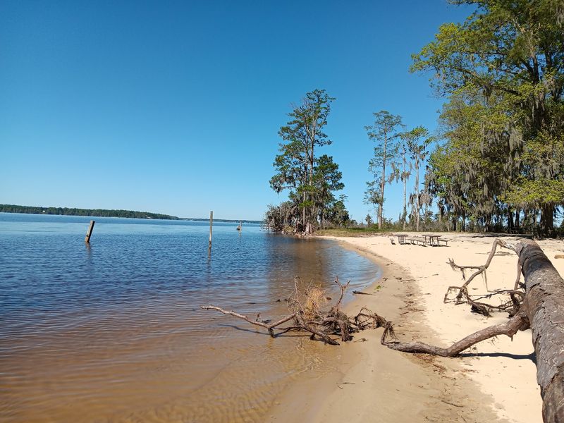 Goose Creek State Park Gives Dogs Room To Explore The Coast
