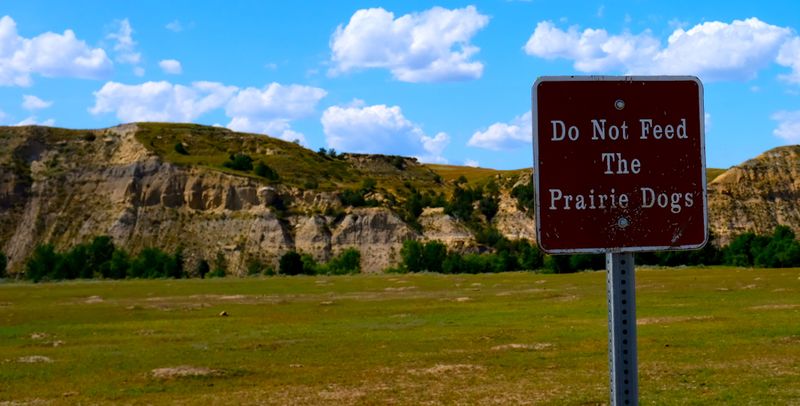 Prairie Dog Towns Deserve a Wide Berth