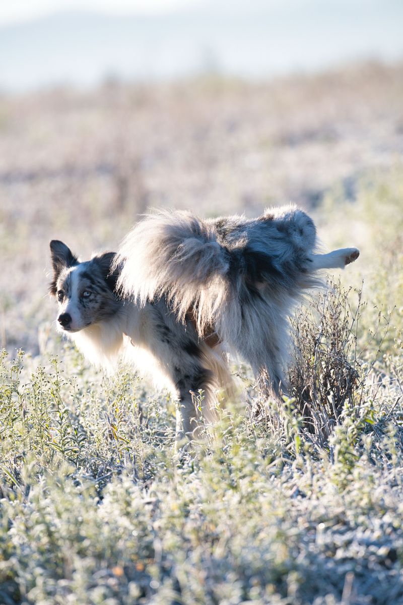Keep Potty Breaks Brief When Conditions Worsen
