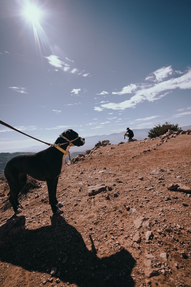Keep Your Dog on the Leash