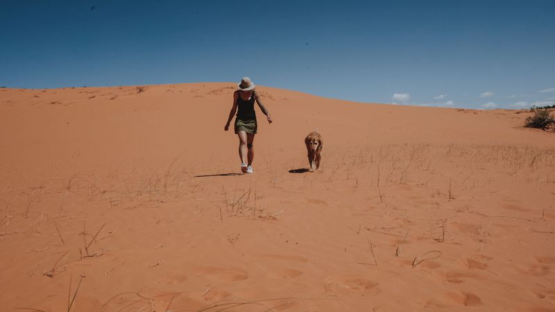 Watch Your Dog Closely on the Return Trip