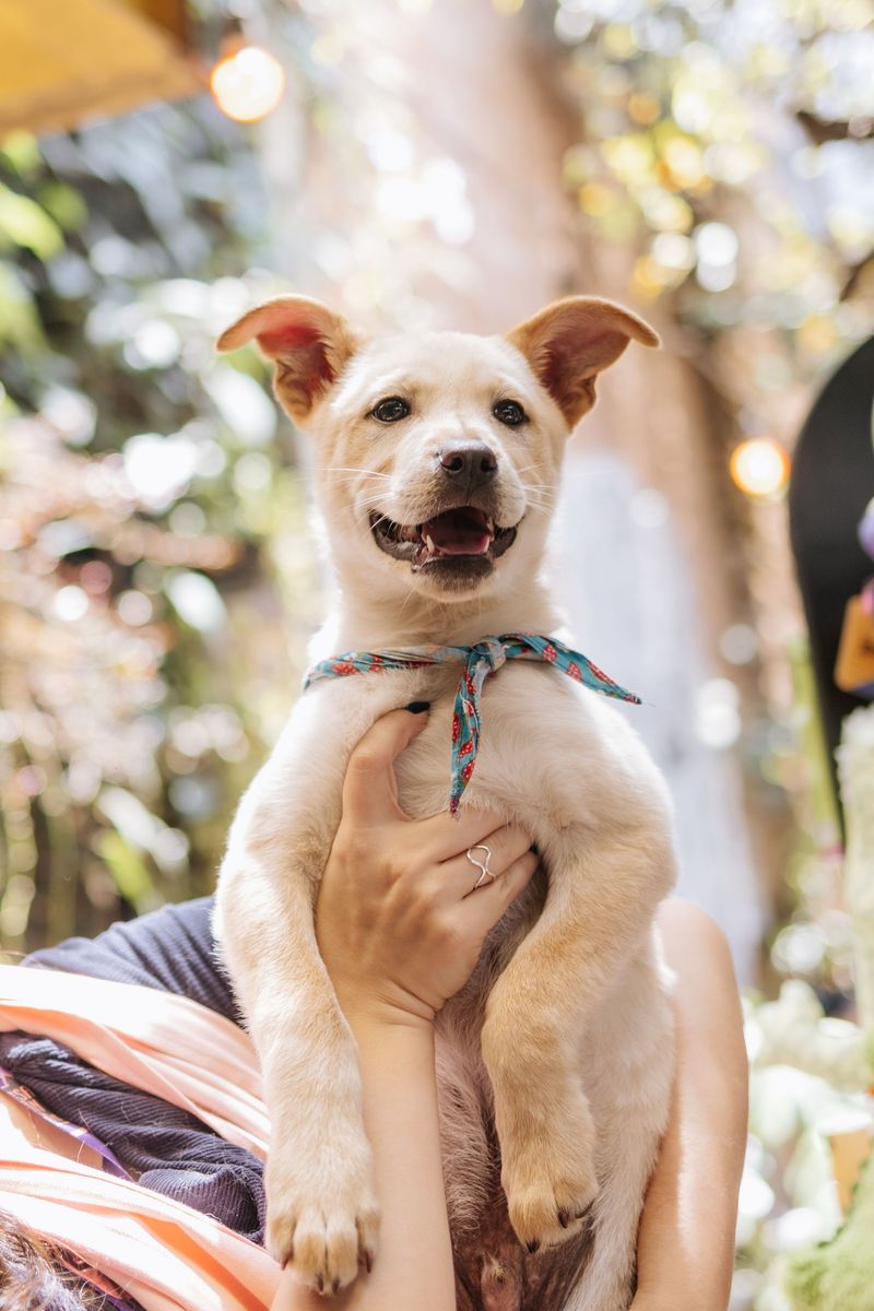 Choosing Breed Over Lifestyle