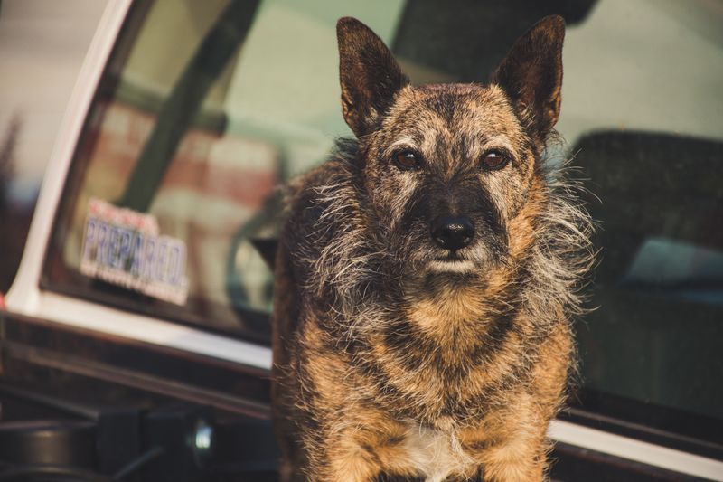 Forgetting to Register or License a Dog Locally