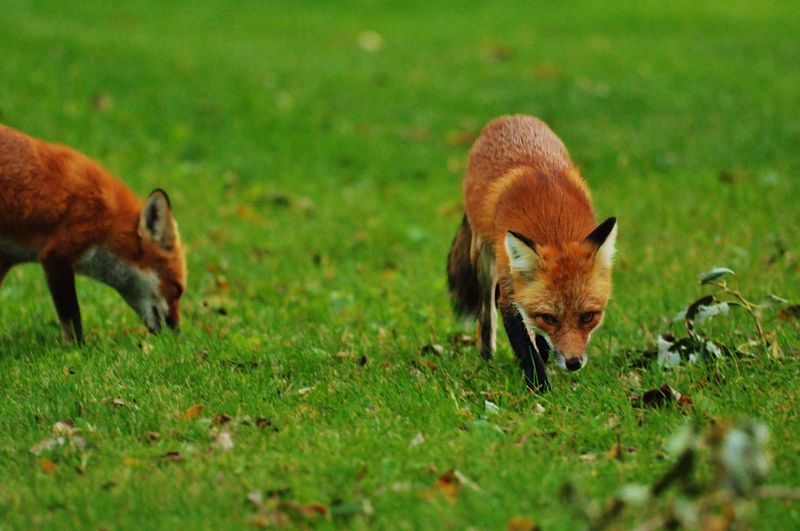 Red and Gray Foxes