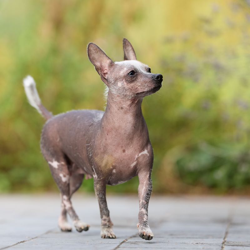 Chinese Crested