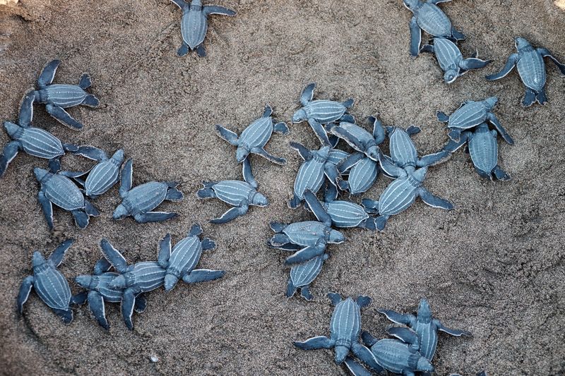 Turtles And Other Wildlife Should Never Be Chased Or Handled
