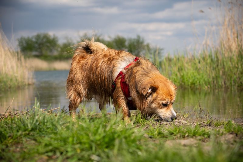 Why Dogs May Get Too Close
