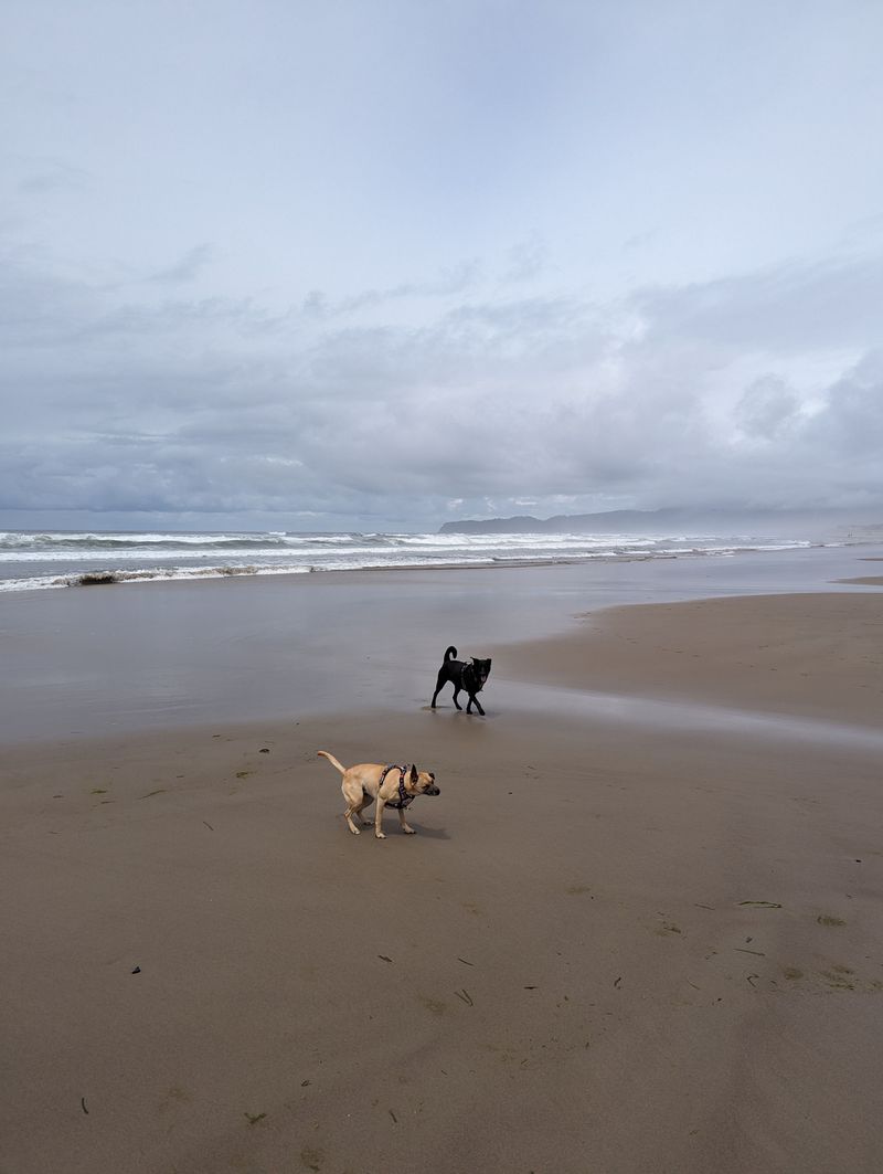 Keep Your Dog Well Away From The Waterline