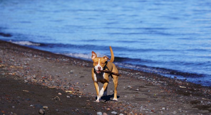 Enjoy Puget Sound Views at Kopachuck State Park
