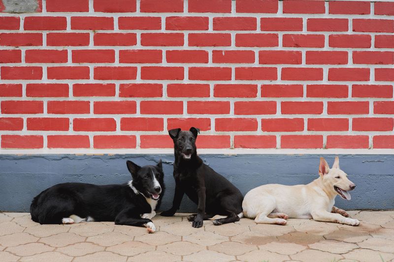 Denver Limits Most Homes to Three Dogs