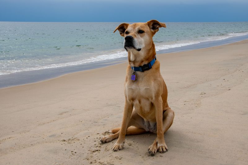 State Beaches May Ban Dogs Even When Other Pets Are Not the Issue