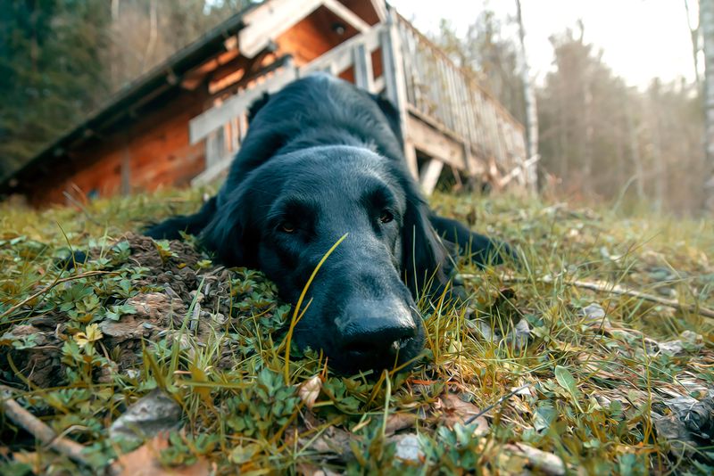 Confirm Pet-Friendly Status Before You Reserve A Cabin