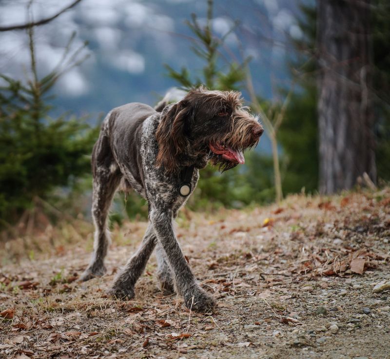 Chasing, Barking, and Cornering Are Off the Table