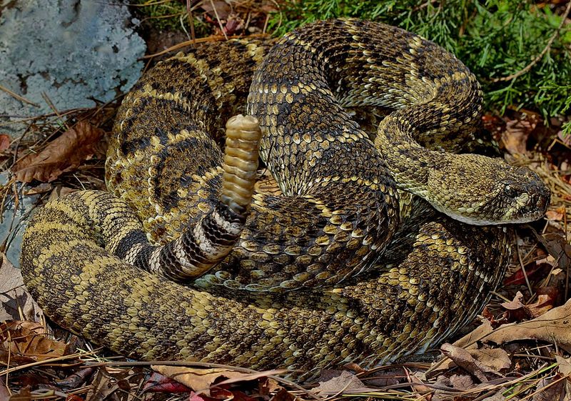 Western Diamondback Rattlesnakes