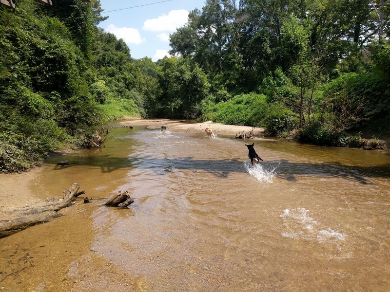 Morningside Nature Preserve Dog Beach - Atlanta