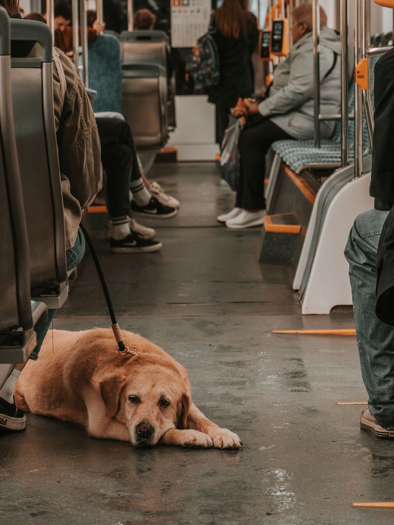 Review Island Transit Pet Rules