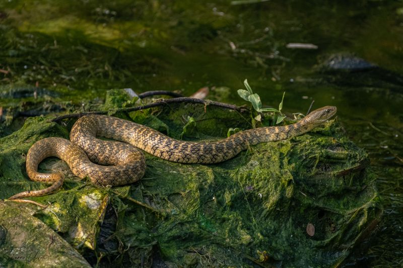 Broad-Banded Copperhead